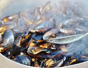 La moule de bouchot, la reine des bivalves