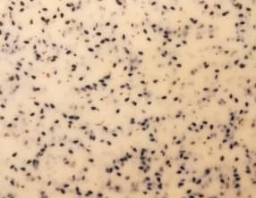 Pâte brisée de môman