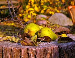 Confiture de poires aux zestes d'agrumes de citron et d'oranges
