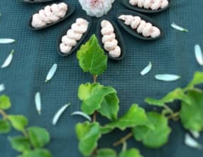 Fine coquille ébène au tarama