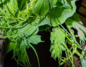 Ma petite soupe au chou