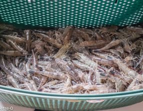 Cuisson des crevettes