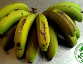 Biomasse de banane verte