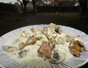 Blanquette de dinde aux champignons de Paris et girolles