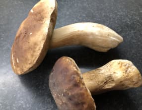 Préparer des cèpes pour les conserver