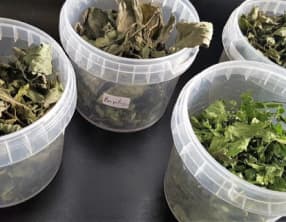 Herbes séchées au déshydrateur