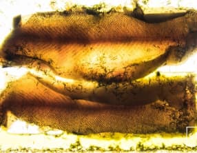 Filets de truite du Jura à l’absinthe