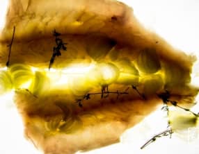 Filets de bar sous vide à l’eau de fleur d’oranger