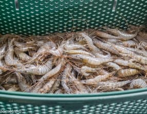 Cuisson des crevettes au four vapeur
