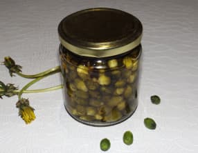 Câpres de boutons floraux de pissenlit