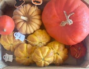 Petite brioche citrouille