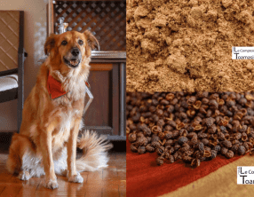 Mélange shichimi togarashi