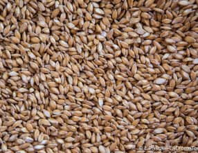 Petit épeautre gourmand aux olives noires et poivrons