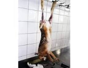 Dépouiller un lièvre