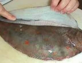 Lever des filets de carrelet