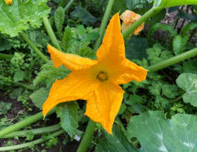 Beignets de fleurs de courgette