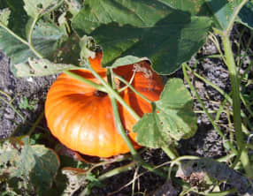 Potage de potiron aux chataignes