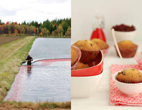 Muffins aux canneberges et pépites de chocolat