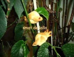 Pain au lait en forme de petits moineaux