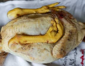 Habiller une volaille