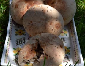 Petits Pains aux Céréales, farcis aux Champignons