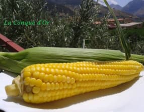 Epi de mais et sa cuisson