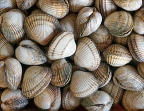 Nettoyage des coques