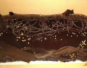 Bûche à la mousse caramel beurre salé, pommes confites et mousse à la pomme.