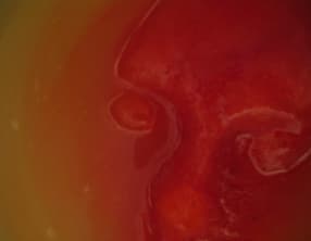 Punch rouge au cidre d'Halloween