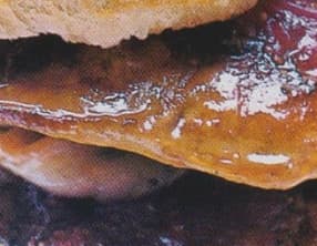 Hamburger de foie gras de canard aux figues