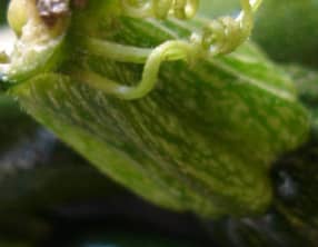 Mousse de courgettes