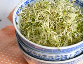 Les graines germées