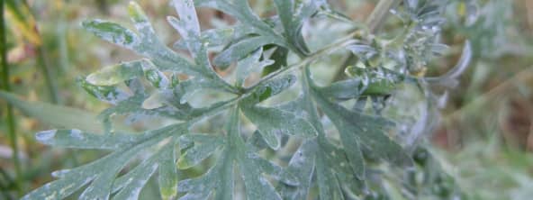 Absinthe (La grande absinthe)