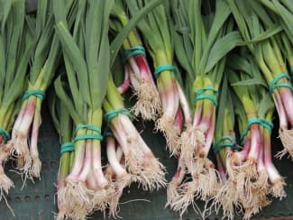 L'aillet, la petite pousse d'ail qui réveille le printemps !