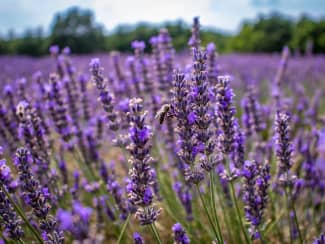Lavande