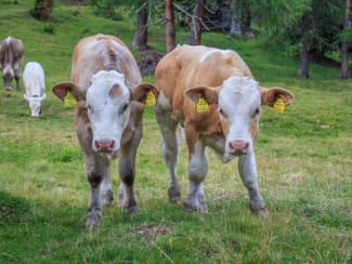 Le veau - Appellations, labels et qualité