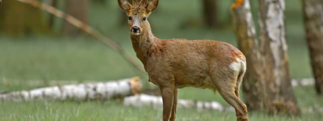 Le chevreuil