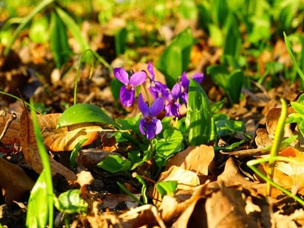 Sirop de violettes : la recette fait maison