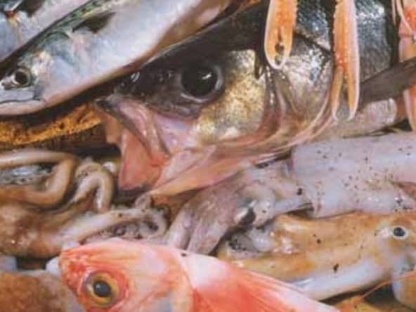 Fin ragoût de soles et de langoustines à l'anis, orge perlé et cerfeuil