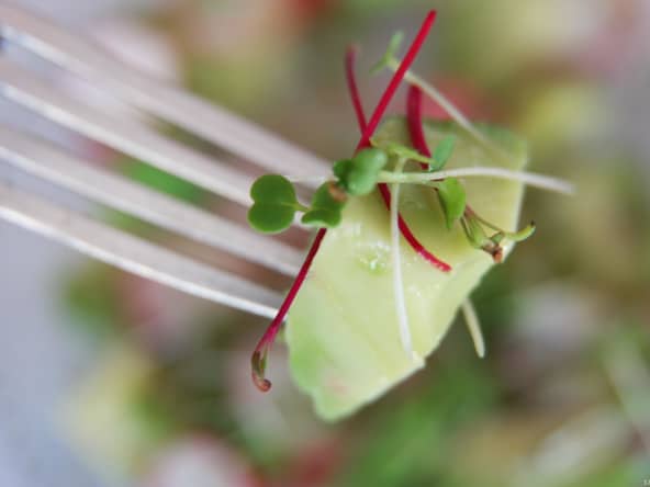 Comment faire germer la roquette dans une coupelle de germination ?