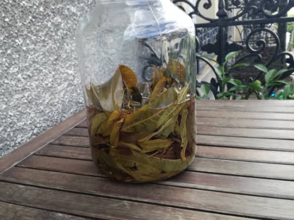 Vin de feuilles de pêcher