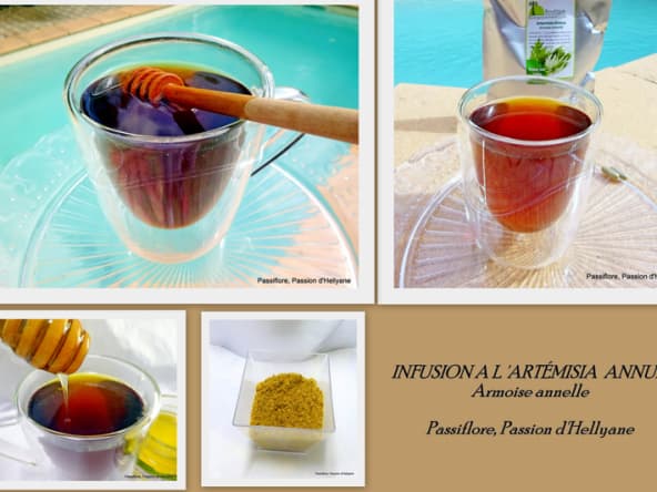 Infusion à l'artemisia annua avec du miel 