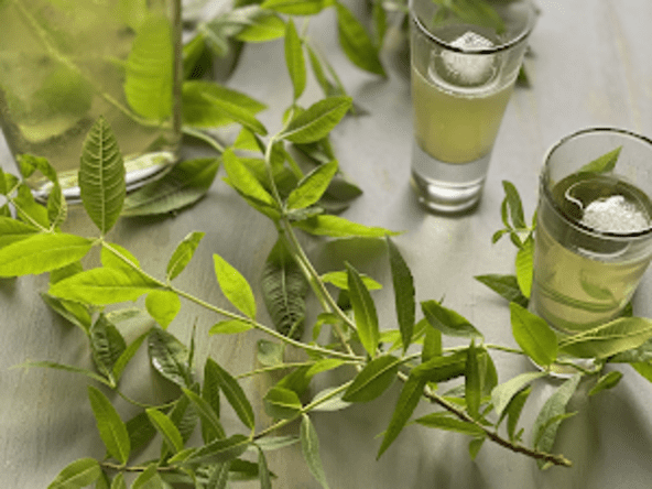 Liqueur de verveine faite maison