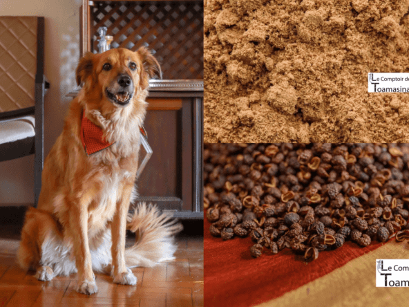 Mélange d'épices japonais shichimi togarashi 