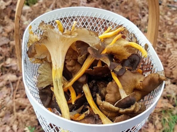 Gratin dauphinois, le vrai aux cèpes ou aux girolles