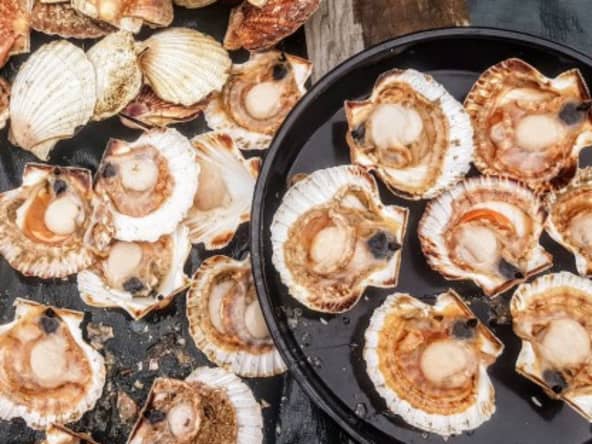 Comment ouvrir et préparer une noix de Saint-Jacques facilement