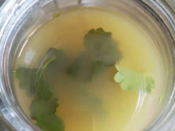 Jus de pommes infusé au lierre terrestre, pour un apéro original