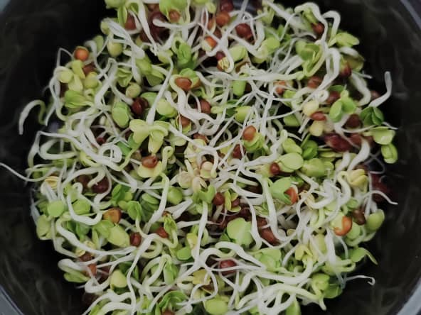 Faites vous-même vos graines germées