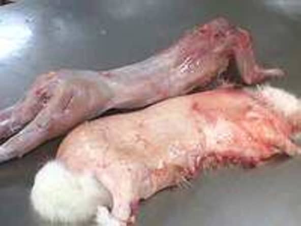 Dépouiller un lapin (enlever la peau) - Technique en photos