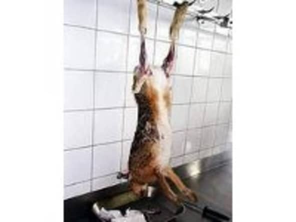 Dépouiller (ou dépecer) un lièvre - Technologie culinaire